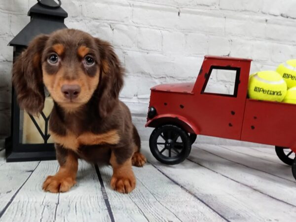 Dachshund-DOG-Male-Chocolate/Tan-555-Petland Nashville, Tennessee