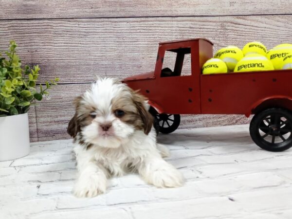 Shih Tzu DOG Male Brown / White 556 Petland Nashville, Tennessee
