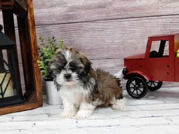 Shih Tzu DOG Female Brown / White 557 Petland Nashville, Tennessee