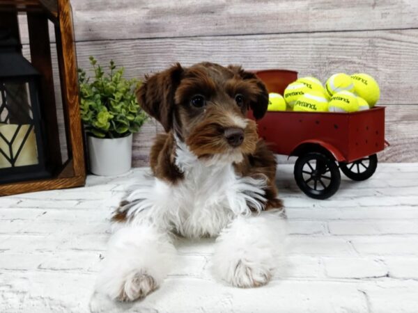 Miniature Schnauzzie-DOG-Female-Red / White-541-Petland Nashville, Tennessee