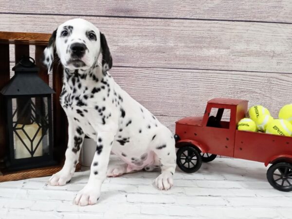 Dalmation DOG Male Black / White 540 Petland Nashville, Tennessee