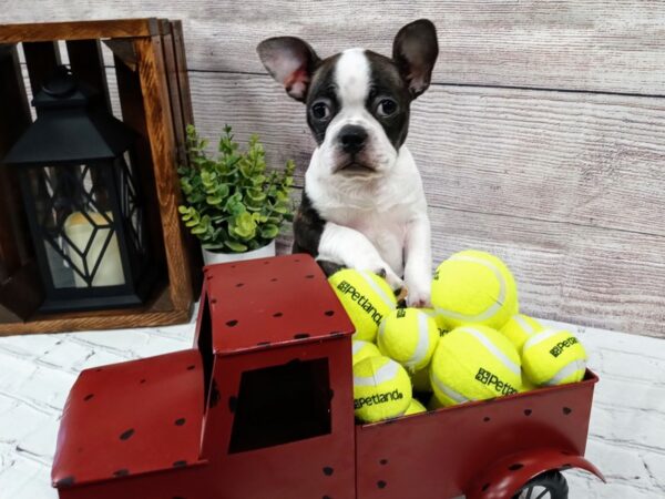 Frenchton DOG Male Brindle / White 516 Petland Nashville, Tennessee