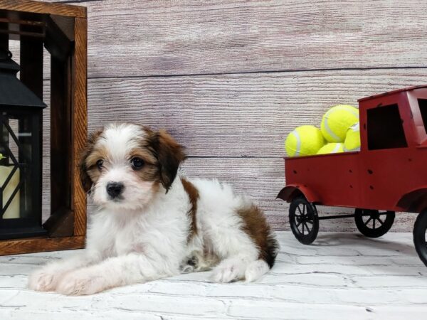 Cava Chon DOG Male BLENHEIM 564 Petland Nashville, Tennessee