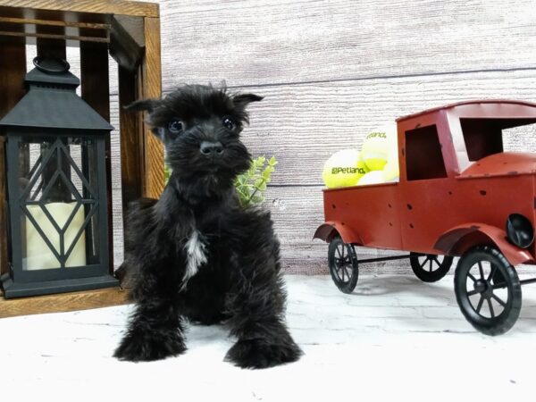 Miniature Schnauzer-DOG-Male-Black-559-Petland Nashville, Tennessee