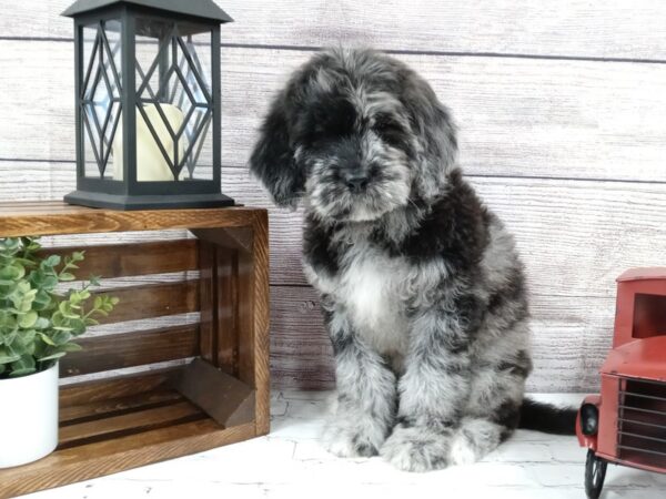 Bernadoodle-DOG-Male-Blue Merle-562-Petland Nashville, Tennessee