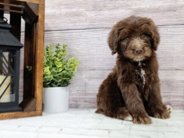 Goldendoodle DOG Female Chocolate 569 Petland Nashville, Tennessee