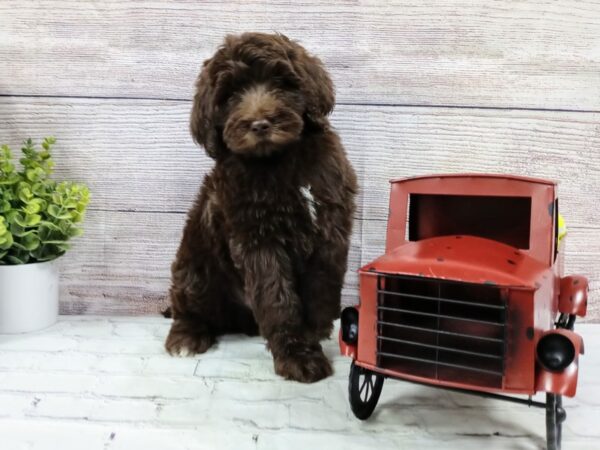 Goldendoodle-DOG-Male-Chocolate-568-Petland Nashville, Tennessee