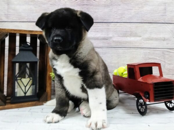 Akita-DOG-Male-Brown / White-571-Petland Nashville, Tennessee