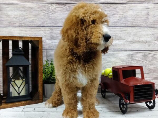 Moyen Goldendoodle-DOG-Male-Red & White-577-Petland Nashville, Tennessee