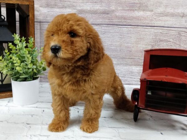 Mini Goldendoodle DOG Female Red 573 Petland Nashville, Tennessee