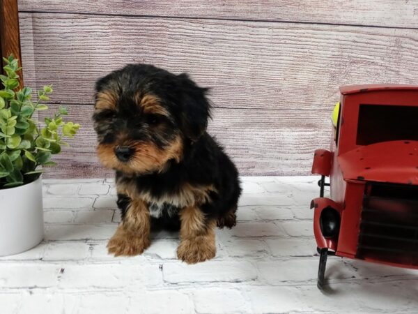 Yorkshire Terrier DOG Male BLACK-TAN 578 Petland Nashville, Tennessee