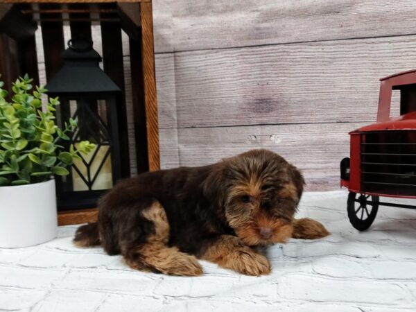 Yorkshire Terrier DOG Female Golden/Tan 579 Petland Nashville, Tennessee