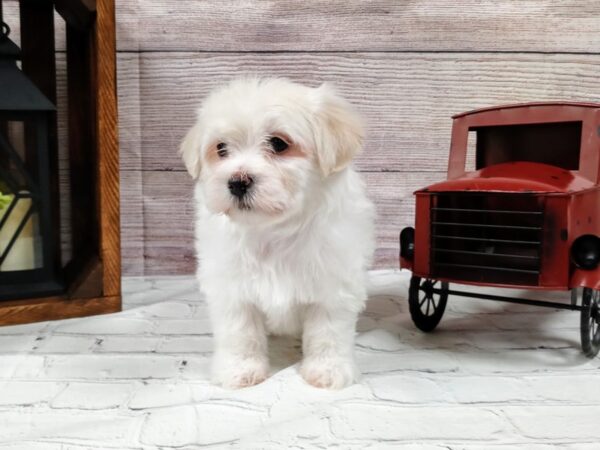 Teddy Bear DOG Male white 581 Petland Nashville, Tennessee