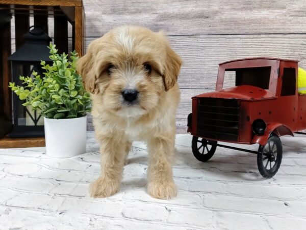 Cava Chon-DOG-Male-BLENHEIM-580-Petland Nashville, Tennessee