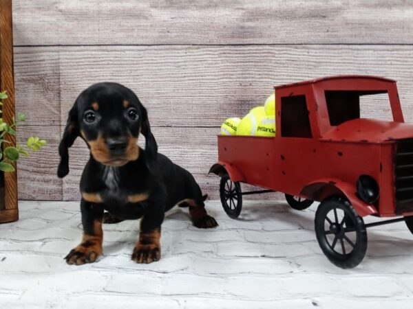 Dachshund DOG Male Black / Tan 591 Petland Nashville, Tennessee