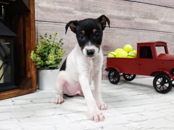 Jack Russell Terrier-DOG-Male-White / Black-588-Petland Nashville, Tennessee