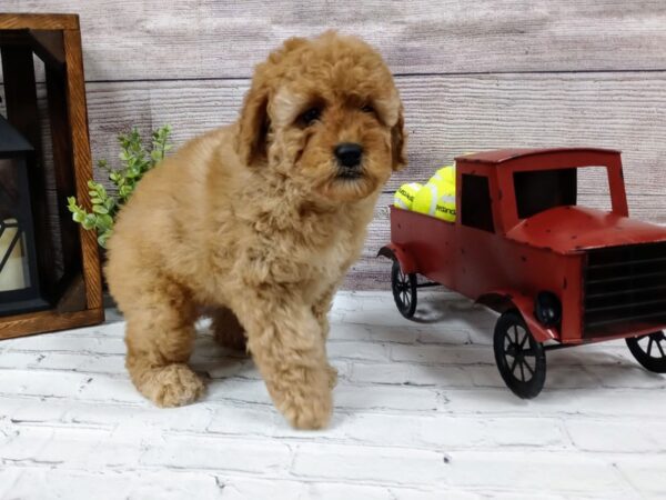 Cockadoodle-DOG-Female-RED-585-Petland Nashville, Tennessee