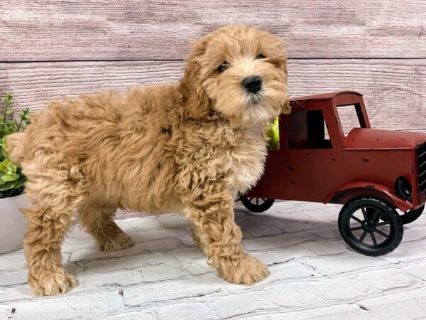 Cockadoodle-DOG-Male-Red-584-Petland Nashville, Tennessee