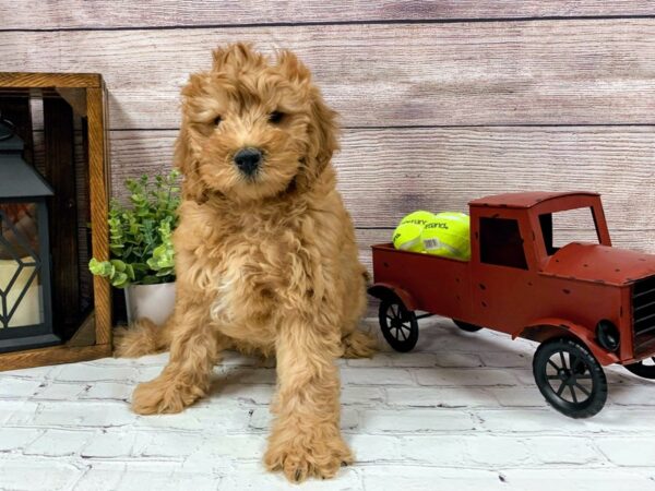 Mini Goldendoodle-DOG-Male-Apricot-590-Petland Nashville, Tennessee
