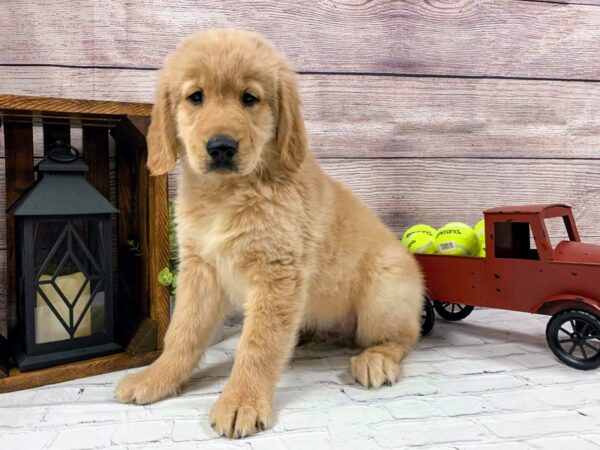 Golden Retriever DOG Male Gold 574 Petland Nashville, Tennessee