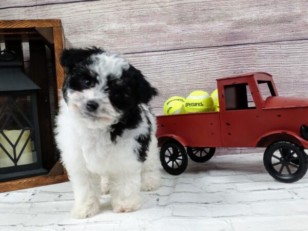 Poo Chon-DOG-Female-Black / White-593-Petland Nashville, Tennessee