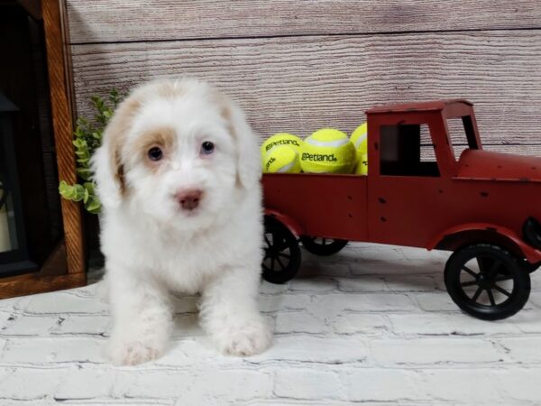 Mini Goldendoodle DOG Female White / Red 595 Petland Nashville, Tennessee