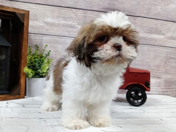 Shih Tzu-DOG-Male-gray/white-565-Petland Nashville, Tennessee