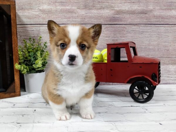 Pembroke Welsh Corgi DOG Female Red / White 596 Petland Nashville, Tennessee