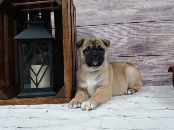 Pug Shiba-DOG-Female-Fawn-603-Petland Nashville, Tennessee