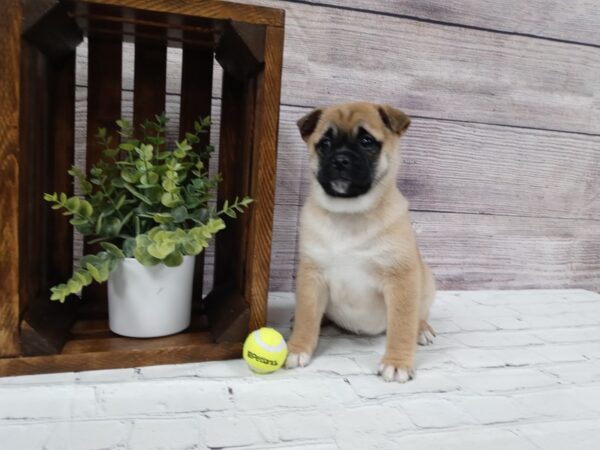 Pug Shiba DOG Female Fawn 602 Petland Nashville, Tennessee