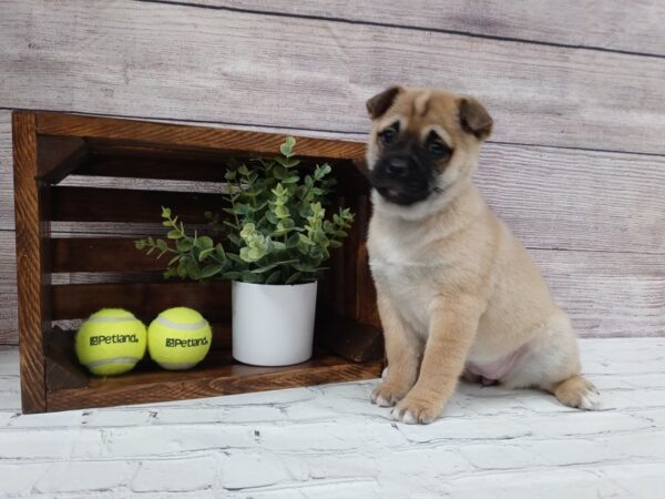 Pug Shiba-DOG-Female-Fawn-601-Petland Nashville, Tennessee