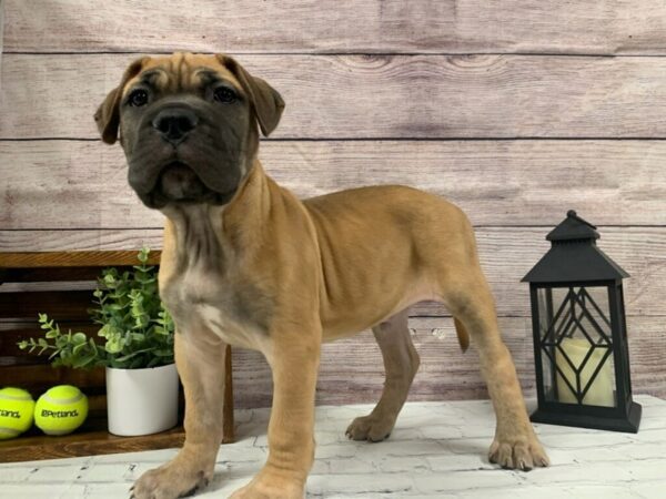Bullmastiff DOG Male Red 600 Petland Nashville, Tennessee