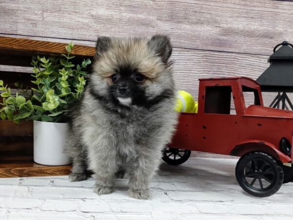Pomeranian-DOG-Male-Tan / Black-606-Petland Nashville, Tennessee