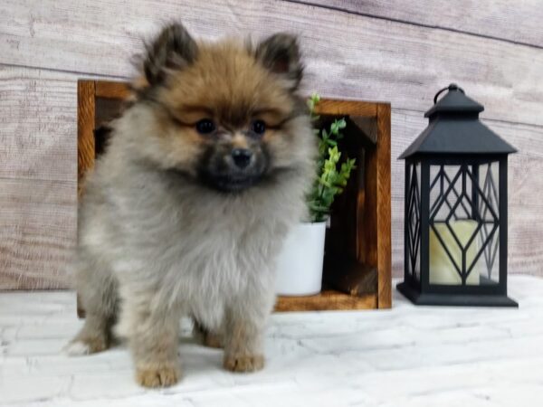 Pomeranian DOG Female Tan / Black 605 Petland Nashville, Tennessee