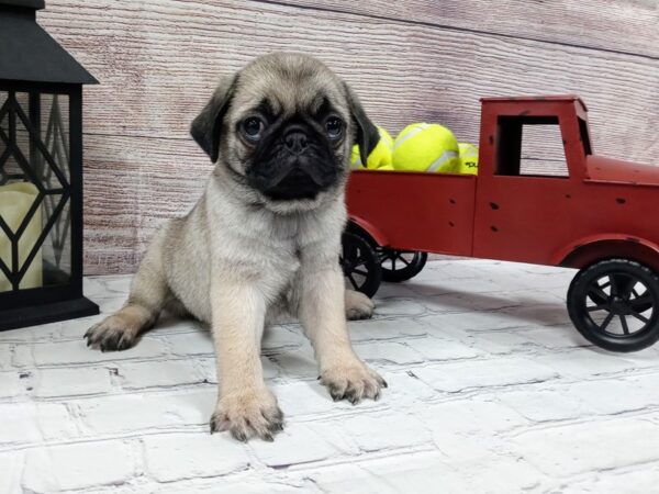 Pug-DOG-Male-Fawn-608-Petland Nashville, Tennessee