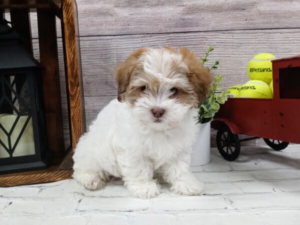 Teddy Bear DOG Male White / Cream 604 Petland Nashville, Tennessee