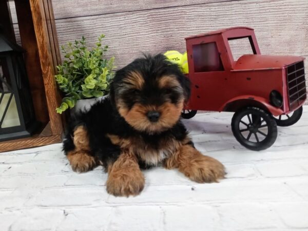 Yorkshire Terrier DOG Male Black / Tan 626 Petland Nashville, Tennessee