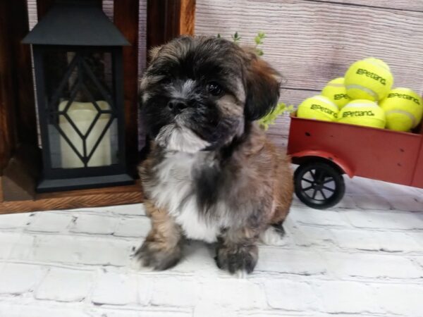 Teddy Bear-DOG-Male-Brown / White-621-Petland Nashville, Tennessee