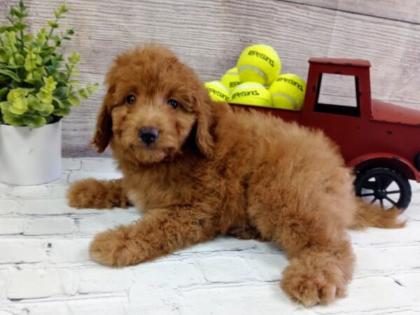 Mini Goldendoodle-DOG-Male-Red-615-Petland Nashville, Tennessee