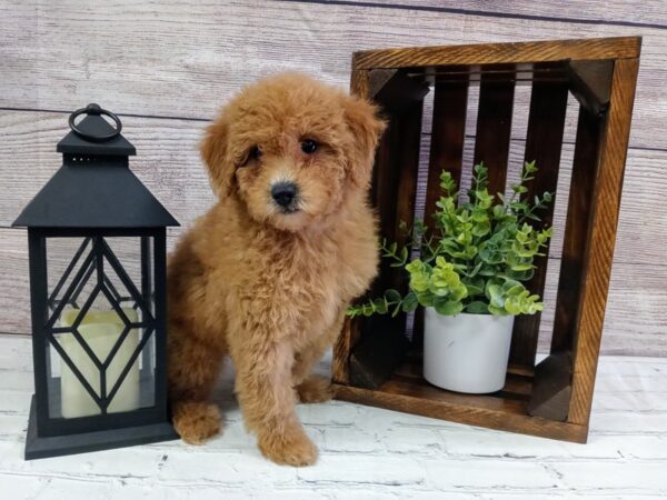 Mini Goldendoodle-DOG-Female-Red-614-Petland Nashville, Tennessee
