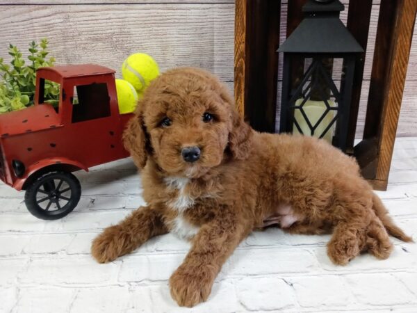 Mini Goldendoodle-DOG-Male-Red-613-Petland Nashville, Tennessee