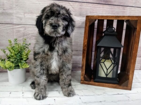 Goldendoodle-DOG-Female-Blue Merle-616-Petland Nashville, Tennessee