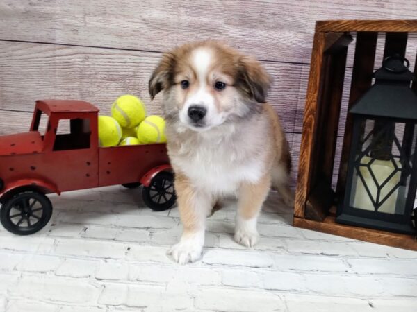 Aussiemo-DOG-Male-Brown / White-617-Petland Nashville, Tennessee
