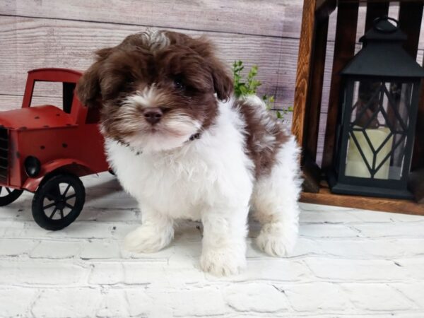 Havachon DOG Male Chocolate / White 618 Petland Nashville, Tennessee