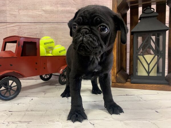 Pug-DOG-Male-BLACK-622-Petland Nashville, Tennessee