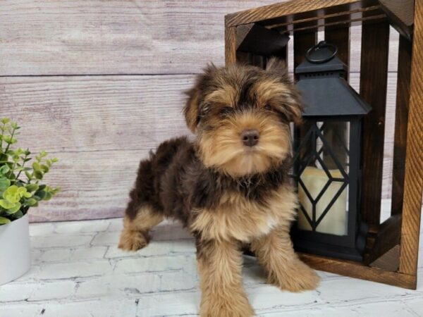 Yorkshire Terrier-DOG-Female-Black / Tan-625-Petland Nashville, Tennessee