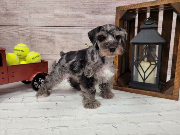 Miniature Schnauzer-DOG-Male-Salt / Pepper-623-Petland Nashville, Tennessee