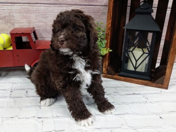 Bernedoodle-DOG-Male-Chocolate Parti-632-Petland Nashville, Tennessee