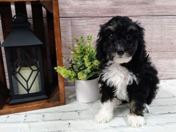 Bernedoodle-DOG-Female-Black Tri-631-Petland Nashville, Tennessee