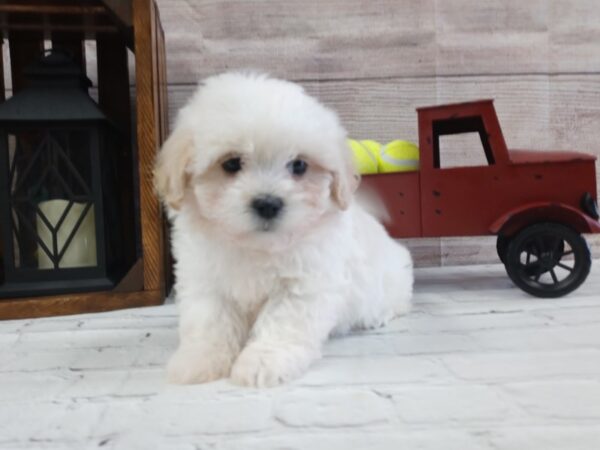 Teddy Bear DOG Male Tan / White 634 Petland Nashville, Tennessee